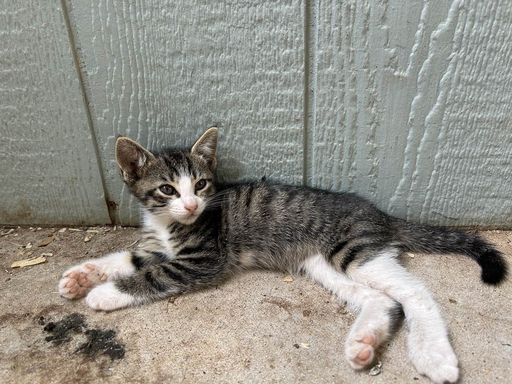 Checkers SC, an adoptable Domestic Short Hair in San Angelo, TX, 76905 | Photo Image 1