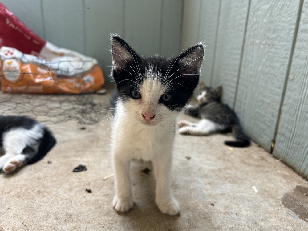 Coconut SC, an adoptable Domestic Short Hair in San Angelo, TX, 76905 | Photo Image 1