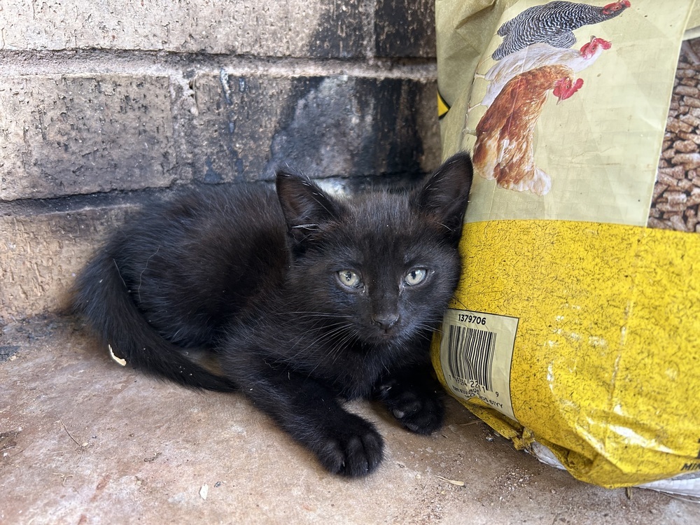 Cashew SC, an adoptable Domestic Short Hair in San Angelo, TX, 76905 | Photo Image 1