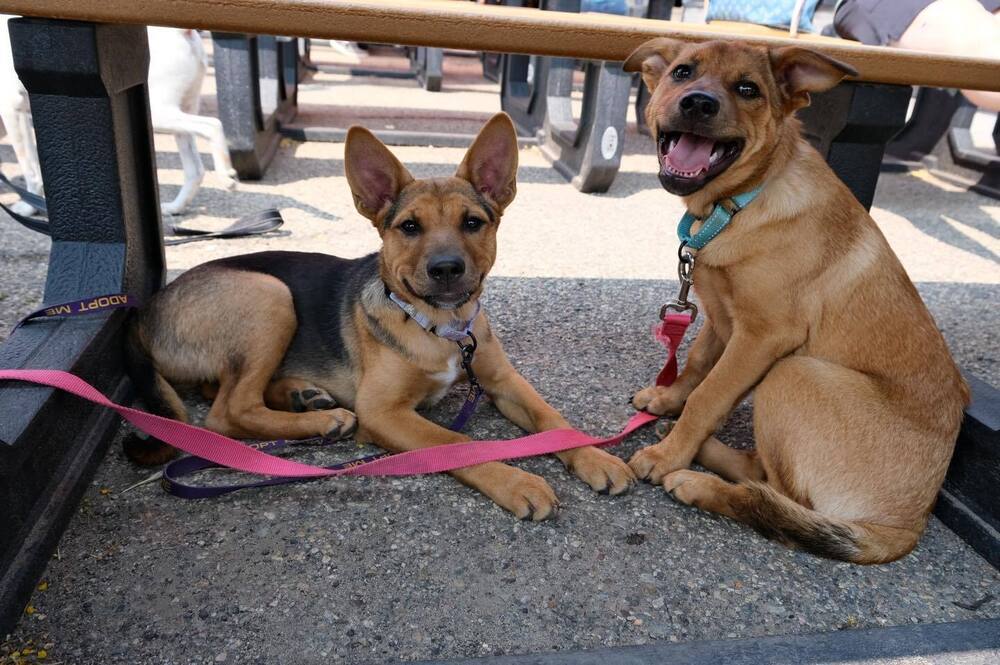 Crimson, an adoptable Mixed Breed in Mandan, ND, 58554 | Photo Image 3