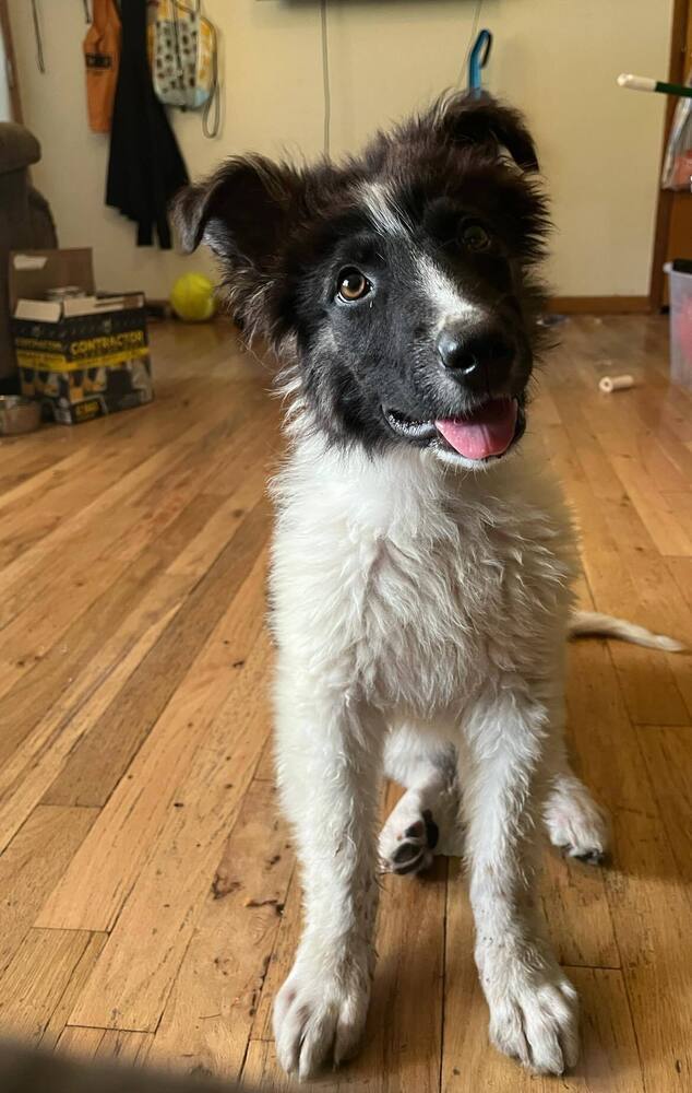 Francis, an adoptable Mixed Breed in Mandan, ND, 58554 | Photo Image 2