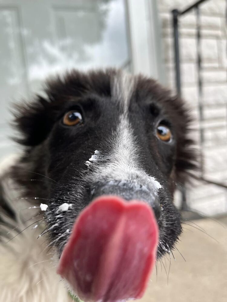 Francis, an adoptable Mixed Breed in Mandan, ND, 58554 | Photo Image 3