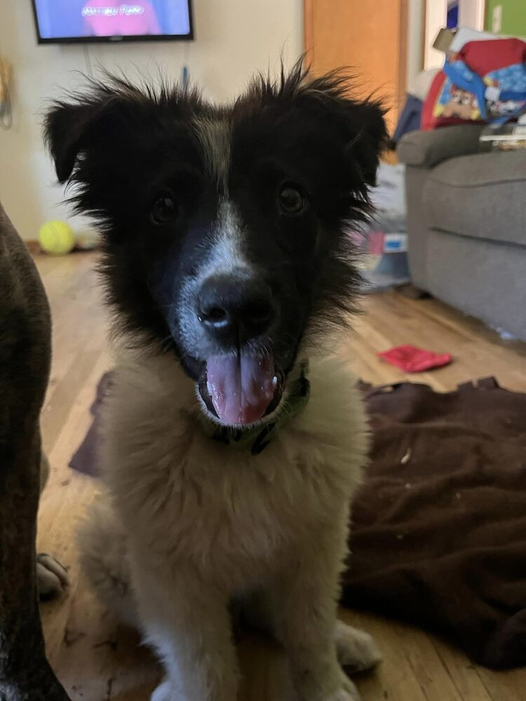 Francis, an adoptable Mixed Breed in Mandan, ND, 58554 | Photo Image 4