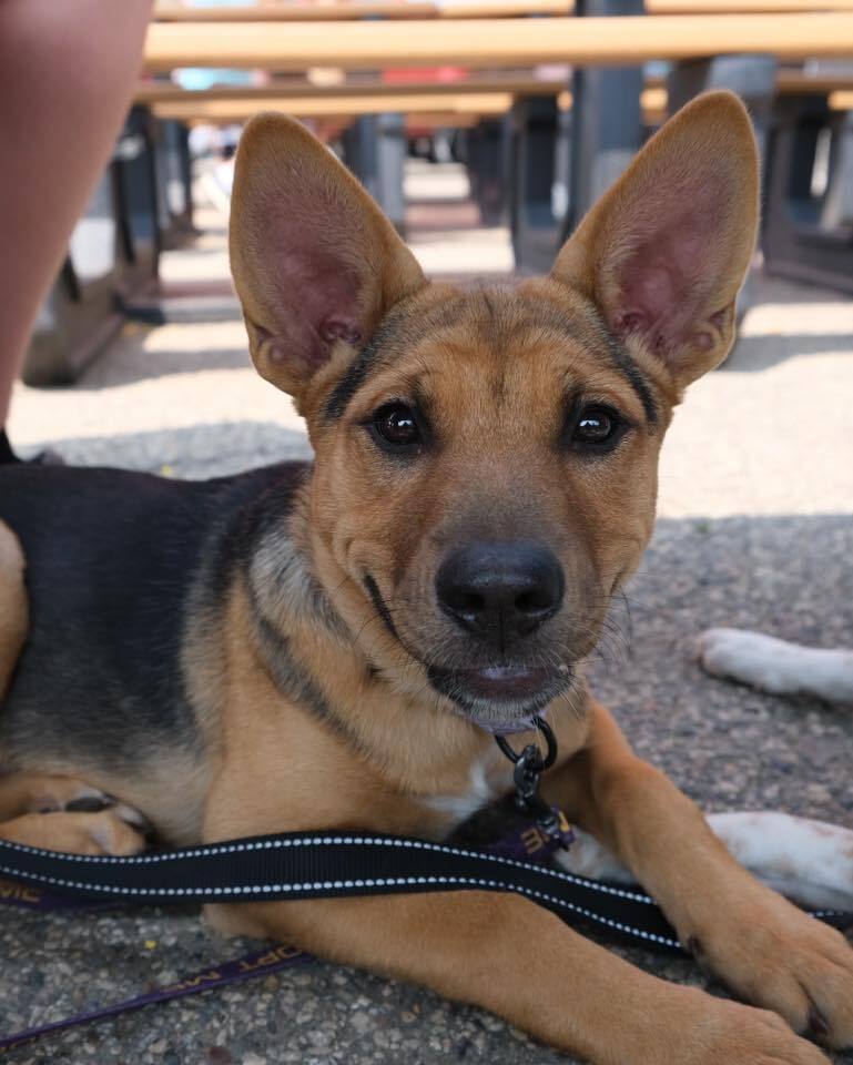 Clover, an adoptable Mixed Breed in Mandan, ND, 58554 | Photo Image 1