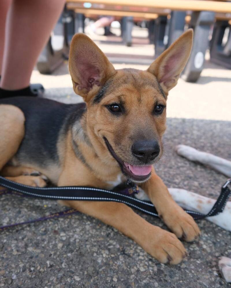 Clover, an adoptable Mixed Breed in Mandan, ND, 58554 | Photo Image 2