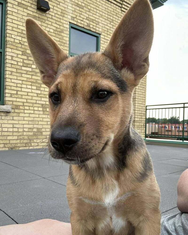 Clover, an adoptable Mixed Breed in Mandan, ND, 58554 | Photo Image 4