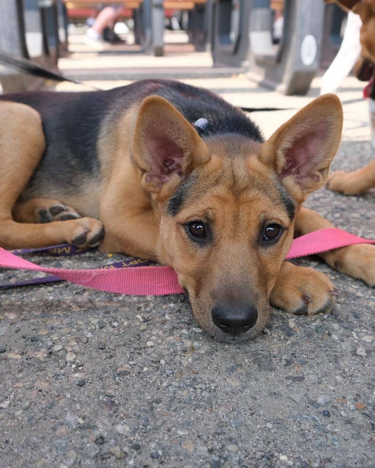 Clover, an adoptable Mixed Breed in Mandan, ND, 58554 | Photo Image 6