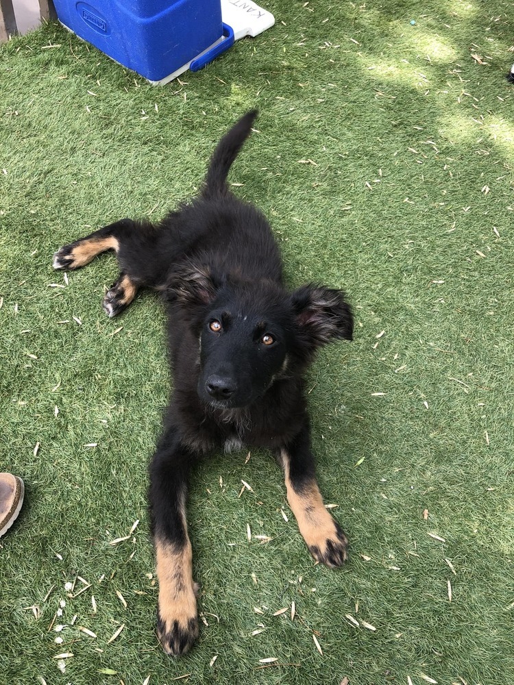 Nala, an adoptable Mixed Breed in Mandan, ND, 58554 | Photo Image 1