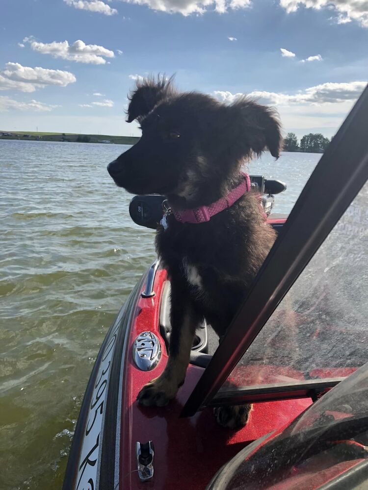 Nala, an adoptable Mixed Breed in Mandan, ND, 58554 | Photo Image 2