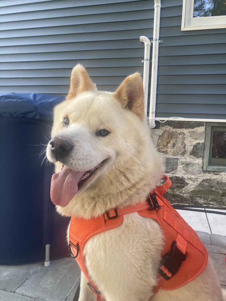 Snowball, an adoptable Samoyed in Brewster , NY, 10509 | Photo Image 1