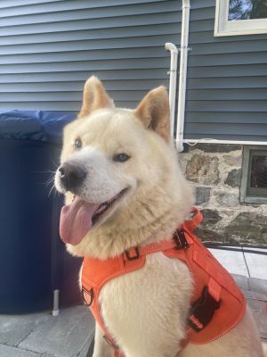 Snowball, Senior Male Samoyed