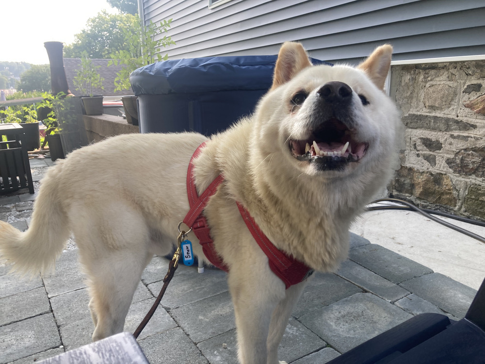 Snowball, an adoptable Samoyed in Brewster , NY, 10509 | Photo Image 2