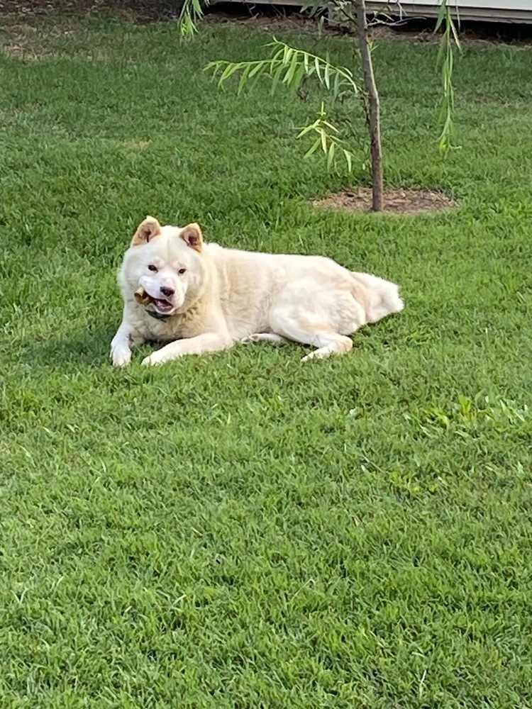 Snowball, an adoptable Samoyed in Brewster , NY, 10509 | Photo Image 4