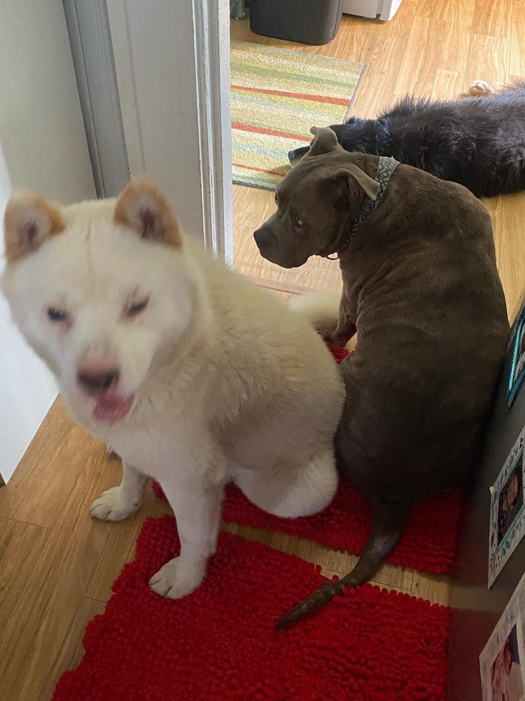 Snowball, an adoptable Samoyed in Brewster , NY, 10509 | Photo Image 6