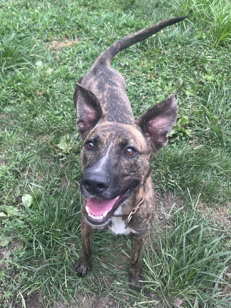 AC - Wanda the Wonderful, an adoptable Mountain Cur, Greyhound in Brewster , NY, 10509 | Photo Image 1