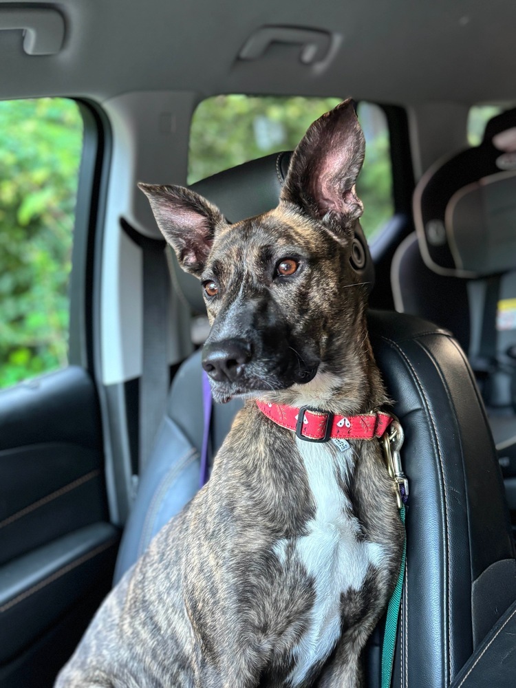 AC - Wanda the Wonderful, an adoptable Mountain Cur, Greyhound in Brewster , NY, 10509 | Photo Image 2