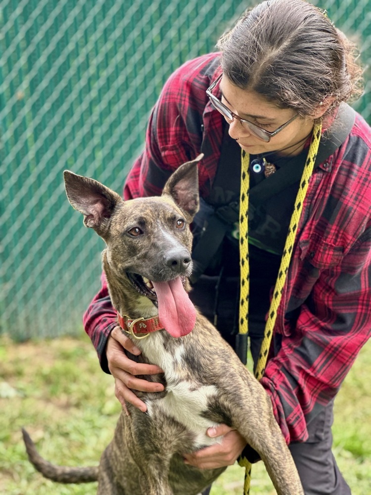 AC - Wanda the Wonderful, an adoptable Mountain Cur, Greyhound in Brewster , NY, 10509 | Photo Image 3