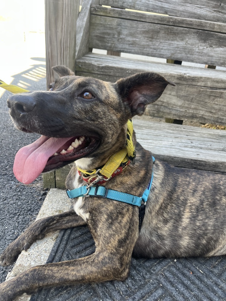 AC - Wanda the Wonderful, an adoptable Mountain Cur, Greyhound in Brewster , NY, 10509 | Photo Image 4