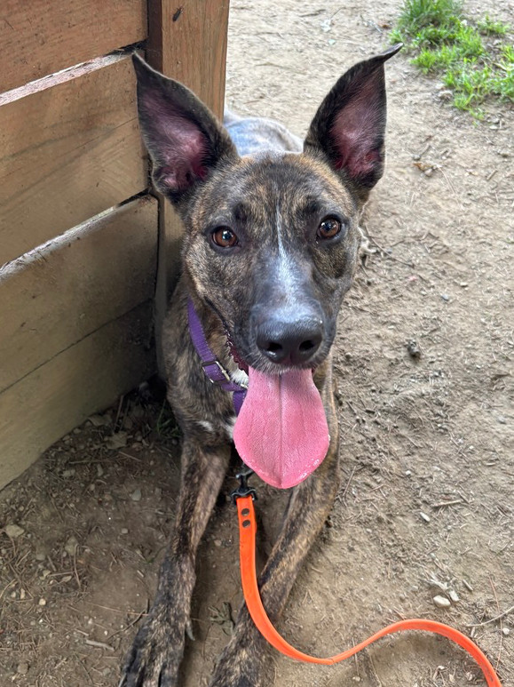 AC - Wanda the Wonderful, an adoptable Mountain Cur, Greyhound in Brewster , NY, 10509 | Photo Image 5