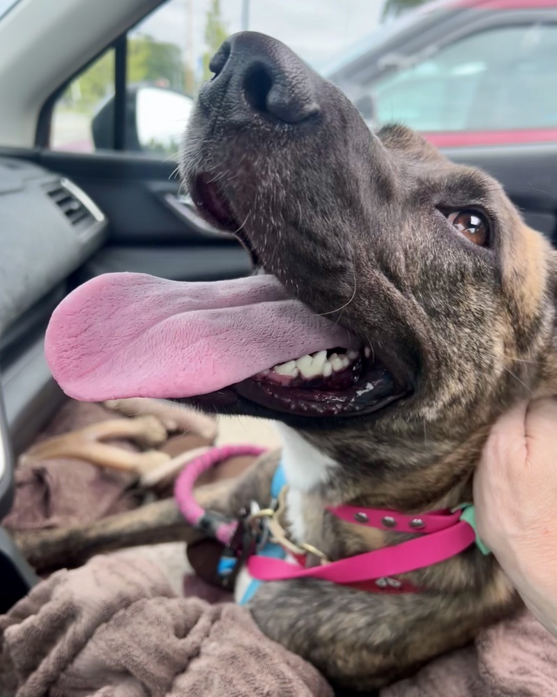 AC - Wanda the Wonderful, an adoptable Mountain Cur, Greyhound in Brewster , NY, 10509 | Photo Image 6