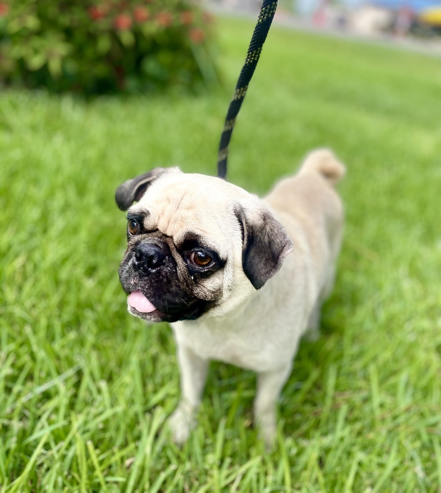 Momo, an adoptable Pug in Aulac, NB, E4L 2X2 | Photo Image 1