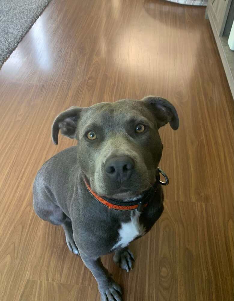 Ozzy (aka Maverick), an adoptable Pit Bull Terrier in Aulac, NB, E4L 2X2 | Photo Image 1