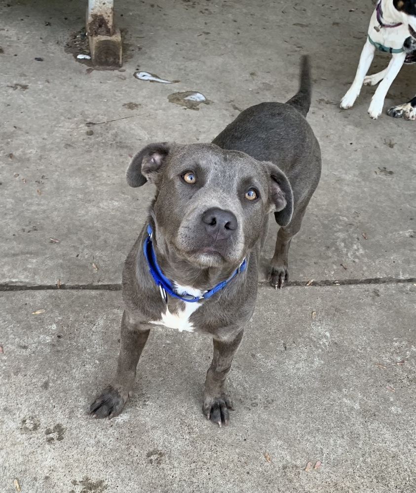 Ozzy (aka Maverick), an adoptable Pit Bull Terrier in Aulac, NB, E4L 2X2 | Photo Image 3