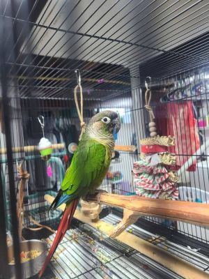 Betty &amp; Skippy, Adult Unknown Conure