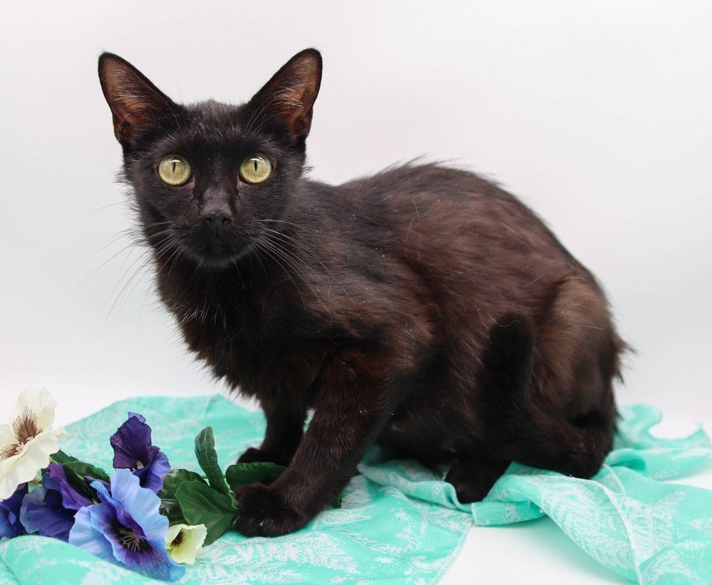 Mama Ruth, an adoptable Domestic Short Hair in Muskegon, MI, 49444 | Photo Image 1