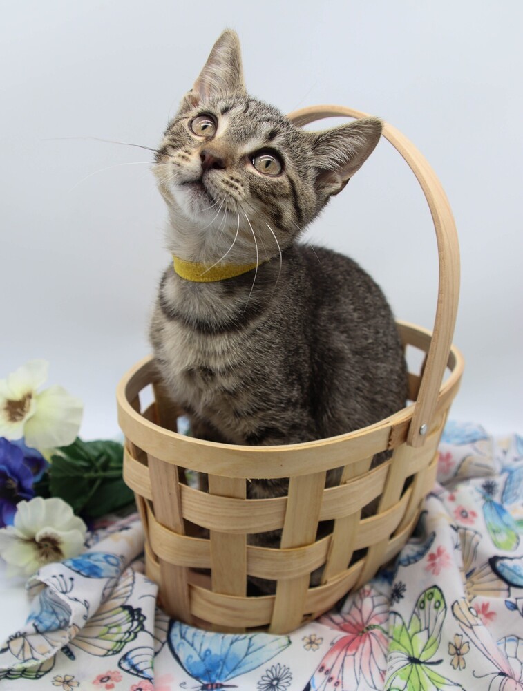 Tommy XIV, an adoptable Domestic Short Hair in Muskegon, MI, 49444 | Photo Image 1