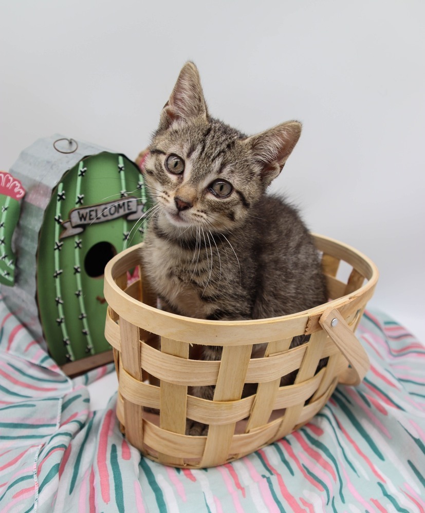 Tommy XIV, an adoptable Domestic Short Hair in Muskegon, MI, 49444 | Photo Image 2