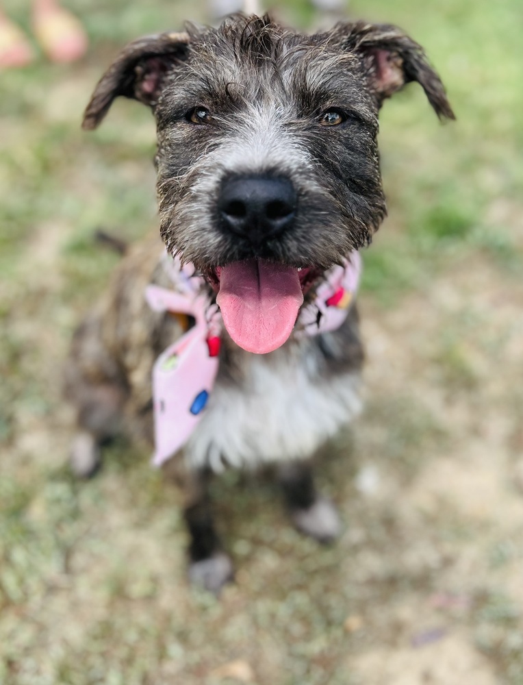 Penny, an adoptable Schnauzer, Terrier in TULSA, OK, 74128 | Photo Image 1