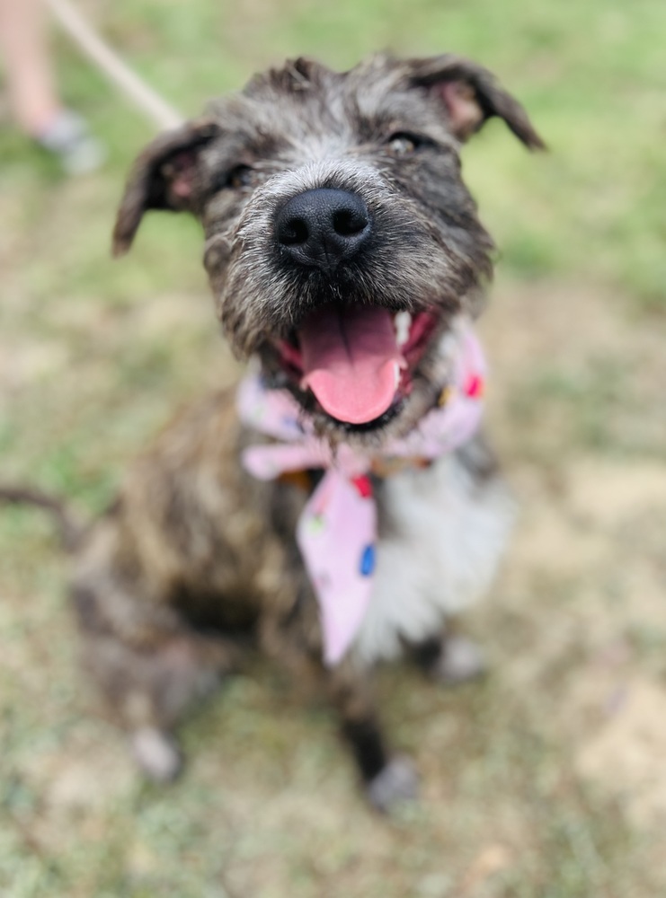 Penny, an adoptable Schnauzer, Terrier in TULSA, OK, 74128 | Photo Image 2