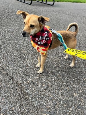 Name Maximo Breed Chi-Pug Mix Gender Male About Maximo Introducing Maximo a delightful 15-year