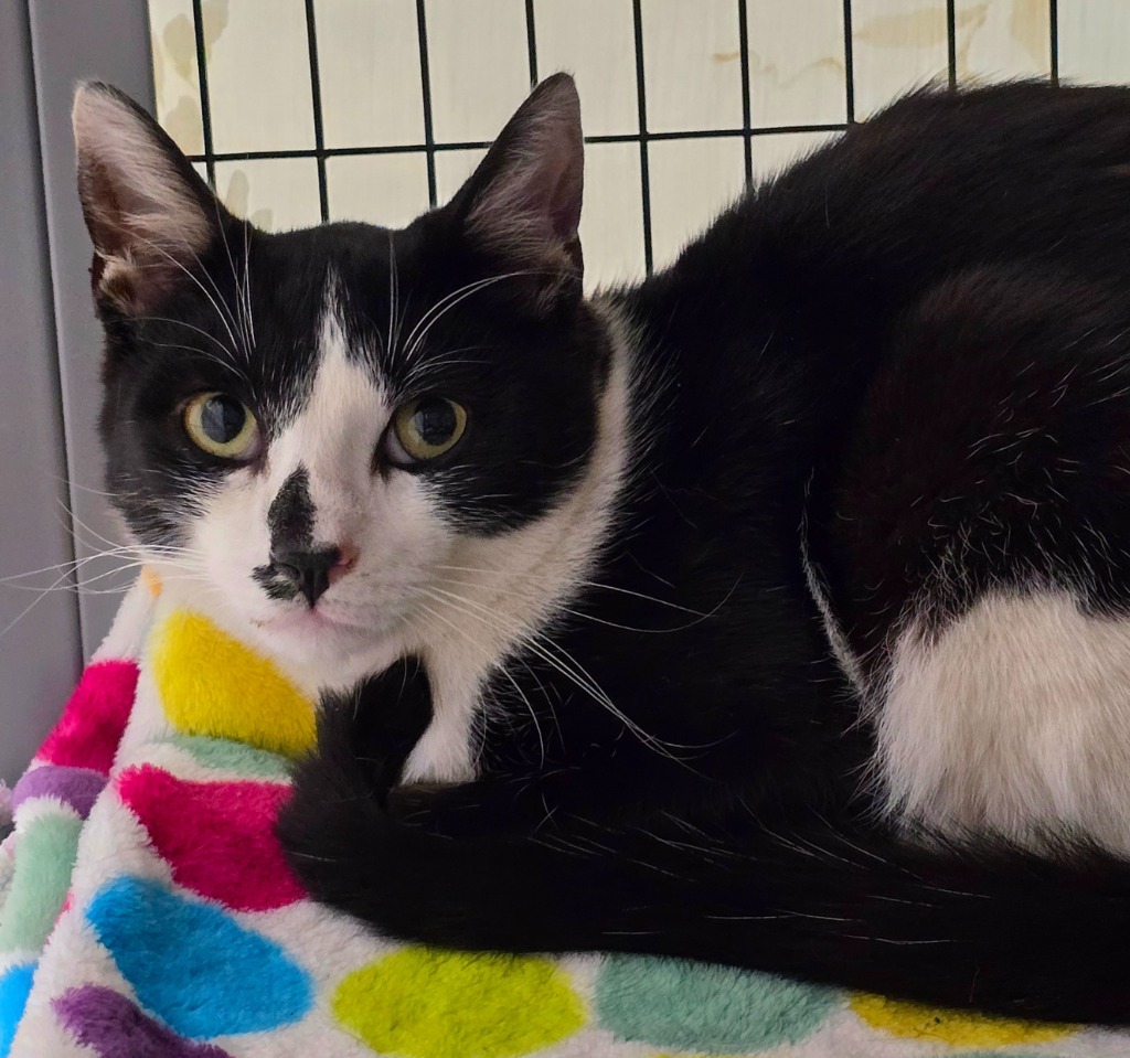 Emmett, an adoptable Domestic Short Hair in Grants Pass, OR, 97526 | Photo Image 2