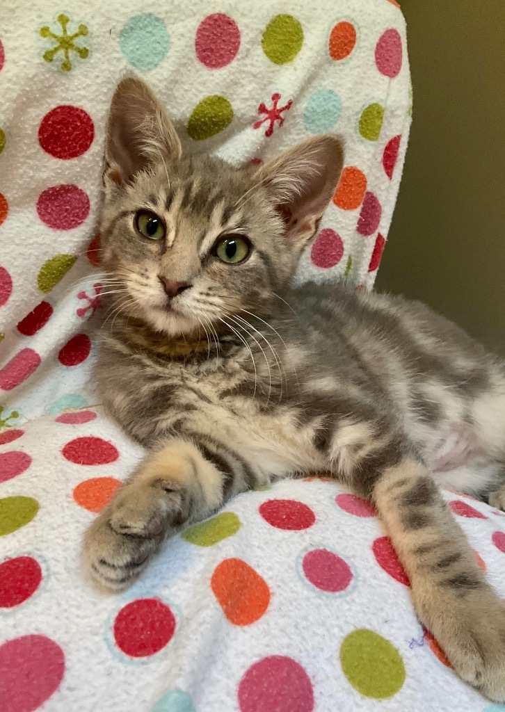 Rocky, an adoptable Domestic Short Hair in Grants Pass, OR, 97526 | Photo Image 1