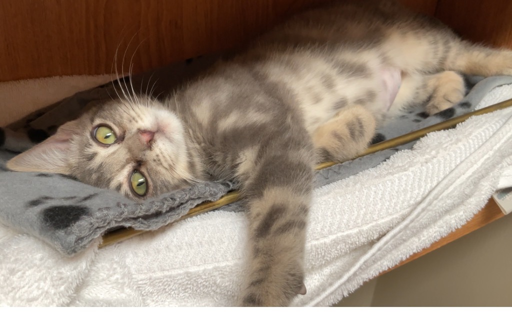 Rocky, an adoptable Domestic Short Hair in Grants Pass, OR, 97526 | Photo Image 2