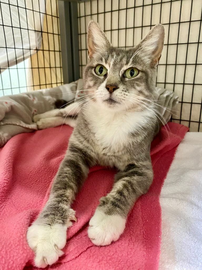 Kiara, an adoptable Domestic Short Hair in Grants Pass, OR, 97526 | Photo Image 1