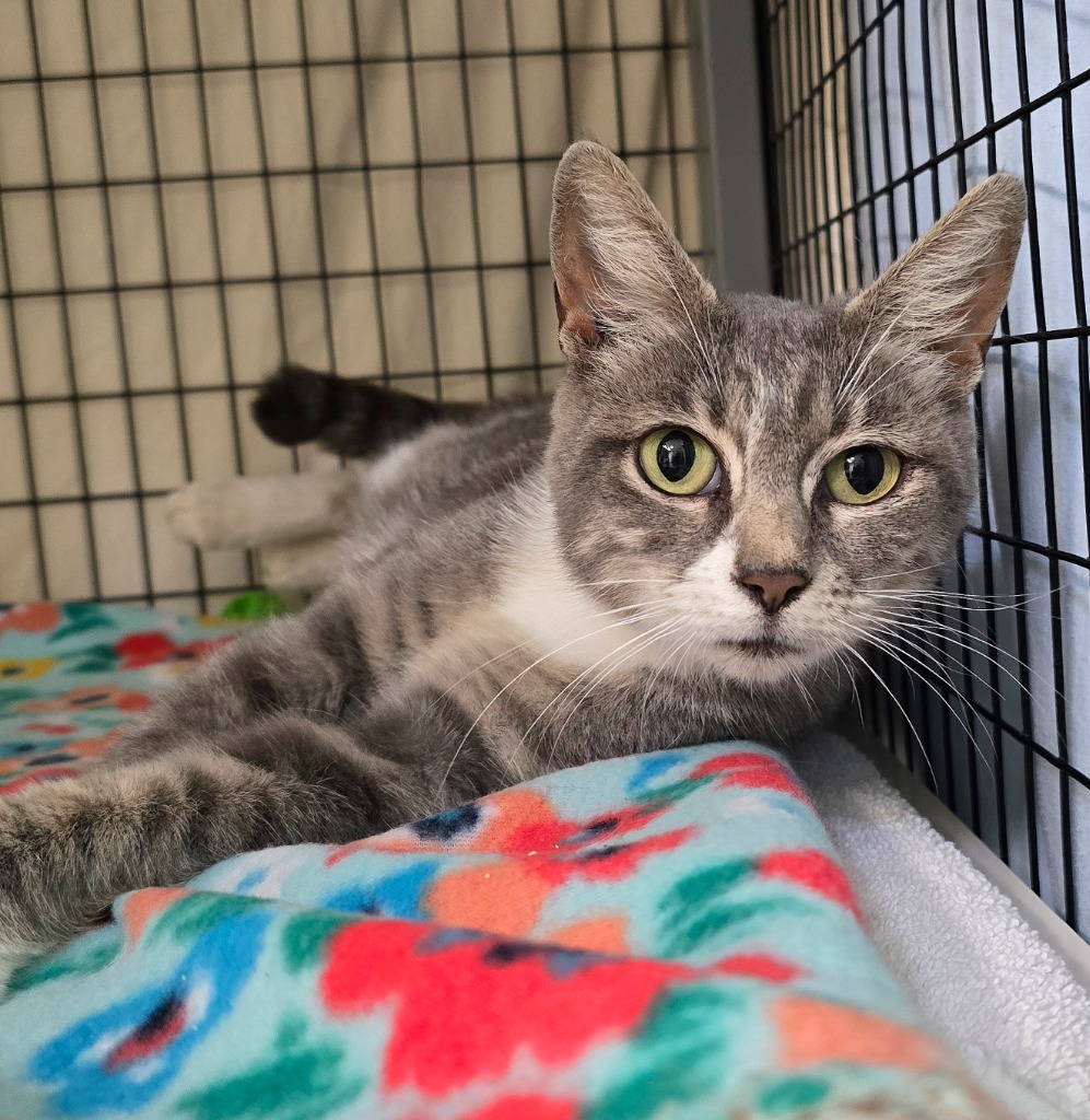 Kiara, an adoptable Domestic Short Hair in Grants Pass, OR, 97526 | Photo Image 3