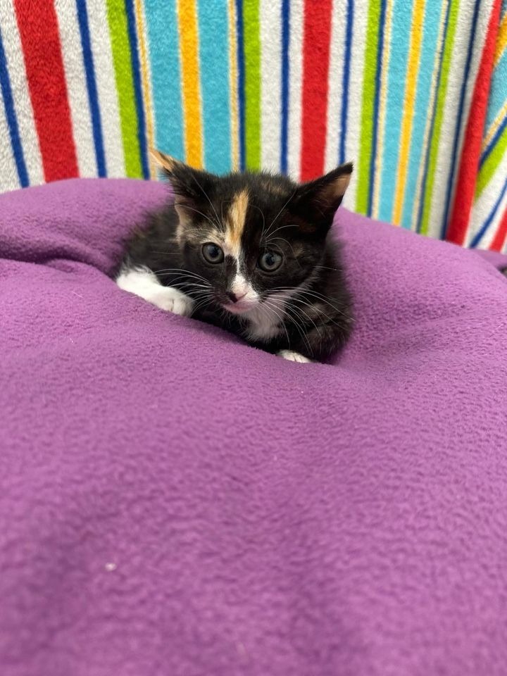 Melanie, an adoptable Domestic Short Hair in Brookings, OR, 97415 | Photo Image 3