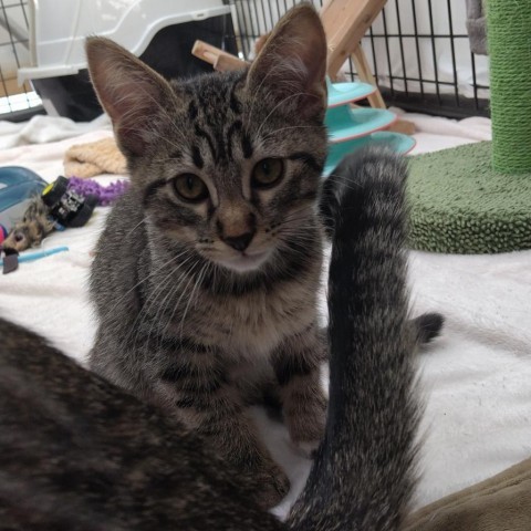 Cinnamon Toast Crunch, an adoptable Domestic Short Hair in Taos, NM, 87571 | Photo Image 1