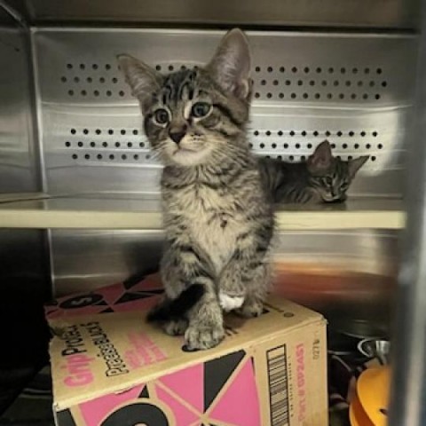 Cinnamon Toast Crunch, an adoptable Domestic Short Hair in Taos, NM, 87571 | Photo Image 4