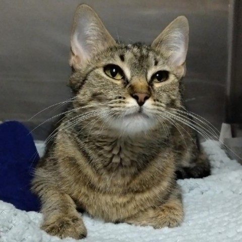 Miss Honey Nut Cheerio, an adoptable Domestic Short Hair in Taos, NM, 87571 | Photo Image 1