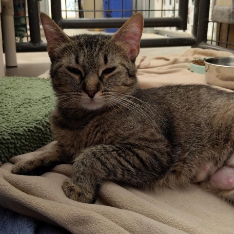 Miss Honey Nut Cheerio, an adoptable Domestic Short Hair in Taos, NM, 87571 | Photo Image 3