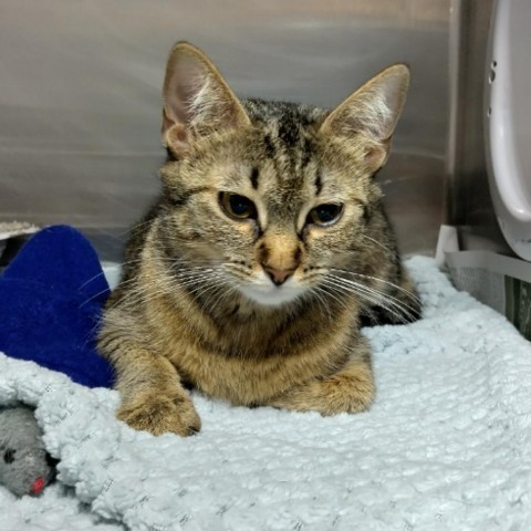 Miss Honey Nut Cheerio, an adoptable Domestic Short Hair in Taos, NM, 87571 | Photo Image 4