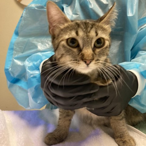 Miss Honey Nut Cheerio, an adoptable Domestic Short Hair in Taos, NM, 87571 | Photo Image 5