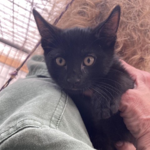 Lucky Charm, an adoptable Domestic Short Hair in Taos, NM, 87571 | Photo Image 1