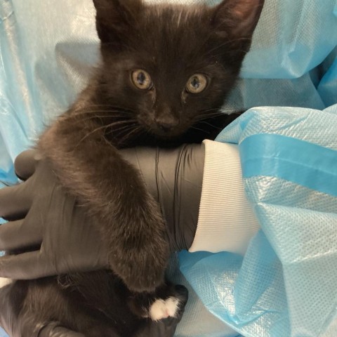 Lucky Charm, an adoptable Domestic Short Hair in Taos, NM, 87571 | Photo Image 2