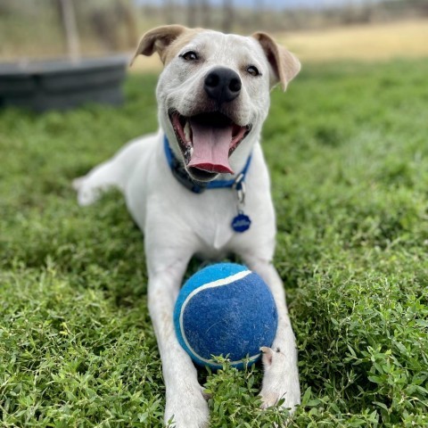 Jasmine, an adoptable Mixed Breed, Cattle Dog in Glenwood Springs, CO, 81601 | Photo Image 1