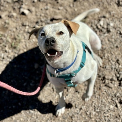 Jasmine, an adoptable Mixed Breed, Cattle Dog in Glenwood Springs, CO, 81601 | Photo Image 2